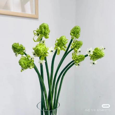 【本周新品】【纯洁.纯粹】优雅的天鹅绒9-10支/束，白色的花瓣搭配绿色的花蕊，特别赏心悦目
