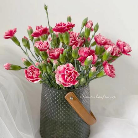 【某朴价6折】斯佳丽多头康乃馨，渐变水粉色，锯齿边的花瓣灵动又活泼（另购鲜花保鲜剂，可延长1倍花期）