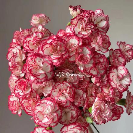 【市价5折】【真情.纯洁】风铃多头康乃馨9支 红白撞色 风铃揉开后圆圆的（团长自提点购买）