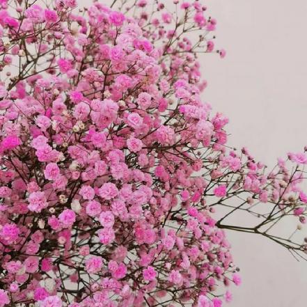 【市价5折】【永远不可或缺的配角.恋人的情谊】吸色粉色满天星 1束（限团长自提点购买）