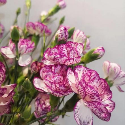 【云南空运】【市价5折】多瑙河多头康乃馨，白底紫边，有素描的质感（另购鲜花保鲜剂，可延长1倍花期）