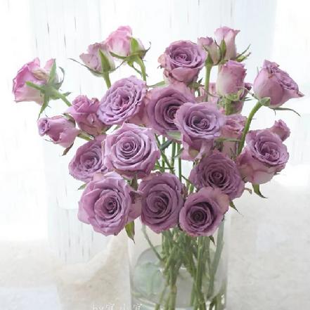 【云南空运】【市价5折】紫霞仙子多头玫瑰约3支/束，花如其名，真心好看