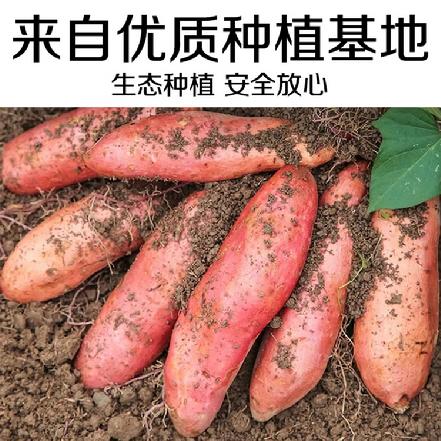 （周六发货）【农户现挖】【地道正宗】精品六鳌沙地地瓜中大果，3斤±100g（终于找到大家都说好吃的六鳌地瓜）