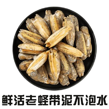 周四送货【鲜活大个】海门岛带泥海蛏400g±20g