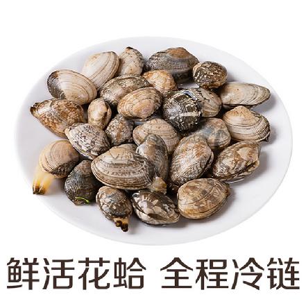 周四送货【蕞便宜】【月卡补贴，限1份】花蛤 400克约（40-47个）