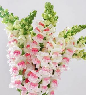 【蕞便宜】金鱼草5支，双粉色，名字叫波妞，真可爱！吸水性强，要高水位勤换水