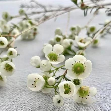 【市价5折】【坚强不屈.傲骨】澳洲腊梅白色4-5支/束 （限团长自提点购买）