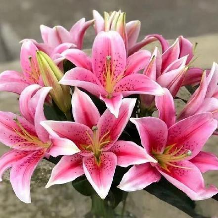 【某朴价6折】【梦幻.甜美】梯伯香水百合，3头（另购鲜花保鲜剂，可延长1倍花期）