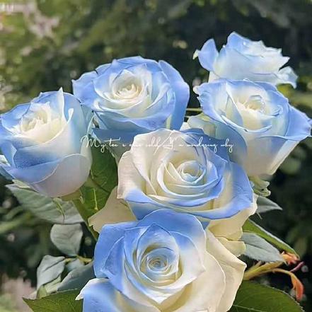【市价5折】【星辰和大海】碎冰蓝玫瑰鲜花6支 爱你的每一天（限团长自提点购买）