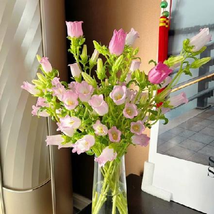 【市价5折】【感恩.祝福.牵挂】粉色风铃花，如一串串小铃铛摇曳在风中（另购鲜花保鲜剂，可延长1倍花期）