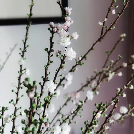 【蕞便宜】【把春天带回家】粉白色珍珠李2-3支，一支多分枝，春满枝头 繁花盛开 