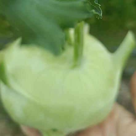 【无农药.】【孩子爱吃 】大头菜约450±50g/份，不使用任何化学农药、除草剂、激素