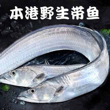 【量少好货】【野生海捕】本港新鲜黑眼大带鱼1.2-2斤/条（好货来了，新鲜大带鱼，干煎，酱油水）