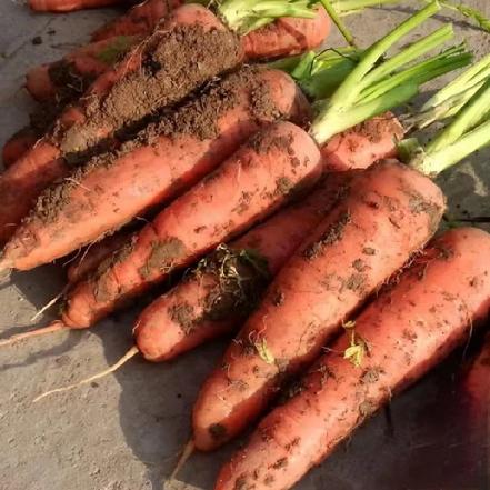 【无农药.】【孩子爱吃 】.带泥胡萝卜约400±50克 /份。有机肥种植，不使用任何化学农药、除草剂、激素