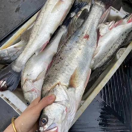【量少好货】海钓正宗野生小鲈鱼，每条约0.7-1.5斤（杀好计重，野生鲈鱼肉质细嫩，味道鲜美）