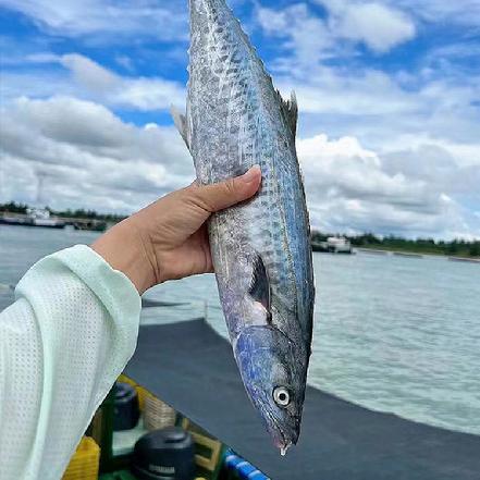 【量少好货】海捕野生宽马鲛鱼1.3-2斤/条（纯肉诱惑，味道鲜美）