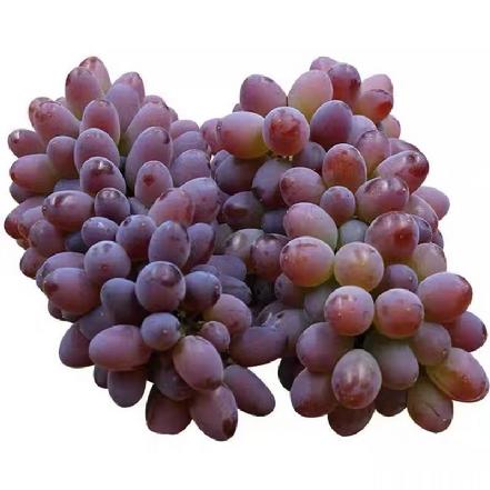 （全部水果约市价6-7折）皮薄无核 云南茉莉香葡萄，一串约1.3斤，果肉嫩滑，带有独特的茉莉香