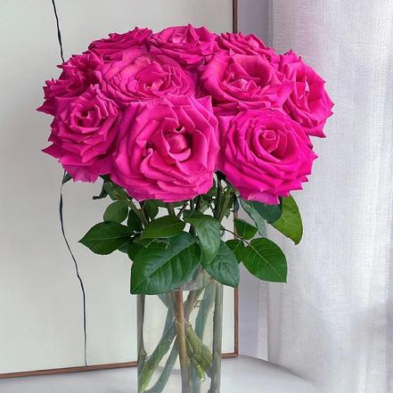 【蕞便宜】氛围感玫瑰花，蓝调玫红色，弗洛伊德姐妹花，花期长（另购鲜花保鲜剂，可延长1倍的花期）