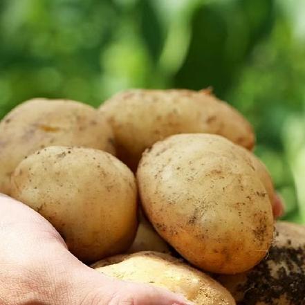 【国家地理标志】湖北恩施富硒小土豆(2.5kg±100g/箱,约35个)粉粉糯糯的,蒸,煮,空气炸锅炸都非常好吃