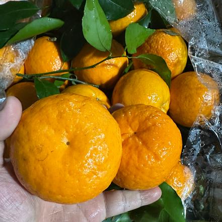 【某朴价6折，质量更优】本地带叶沃柑，香甜多汁，果粒饱满 