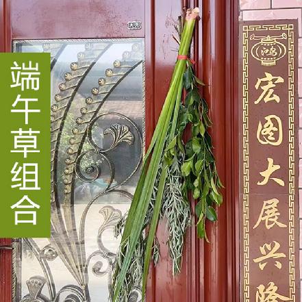 （5月29发货）【端午安康】【端午必备】 端午草组合（2艾草+2菖蒲+2榕树）