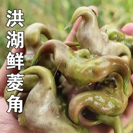 周五送货【洪湖美食】【现挖鲜发】【荷塘三宝】洪湖鲜菱角约500g（冷藏保存），补脾胃，益肠胃解内热，