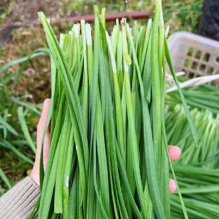 【无农药.】韭菜250g/份。有机肥种植，不使用任何化学农药、除草剂、激素