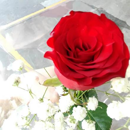【爱家人爱朋友】精美红玫瑰1支+满天星，生活需要仪式感，