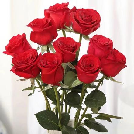 【市价5折】热情红玫瑰7支，珍爱玫瑰，花瓣厚，有质感，像绸缎，花期长，非常好看（限团长自提点购买)