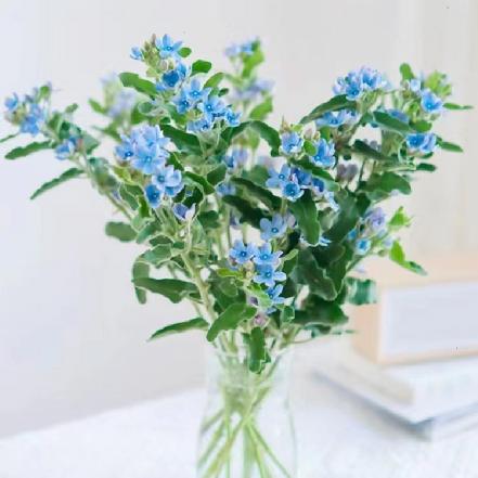 【本周新花】【把握当下】圆瓣蓝星花，奶蓝奶蓝，软软糯糯，可爱又清新