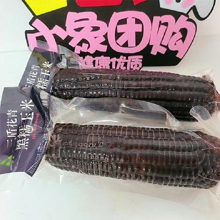 【小象鼎级】【Q弹软糯】“三盾”东北黑糯玉米200g+含有天然花青素，入口清甜，颗粒饱满（2根起订）