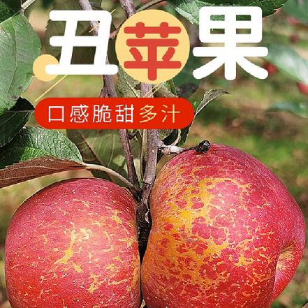 【某朴价6折，质量更优】大凉山盐源野生丑苹果，清甜可口