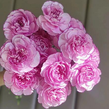 【本周新花】【市价5折】紫霞仙子康乃馨9支，浓艳版的变异紫精灵，渐变紫色，美得不像话