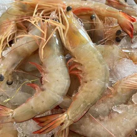 【量少好货】野生海捕红虾500g，约20条（越来越大了，肉嫩鲜甜，非常好吃）