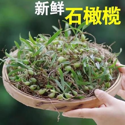 【优质食材】【煲汤佳品】贵州高山新鲜双叶石橄榄100g±5g