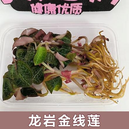（周四发货）【优质食材】【基地直采】南靖鲜金线莲约50g（煲汤佳品，滋阴养颜）