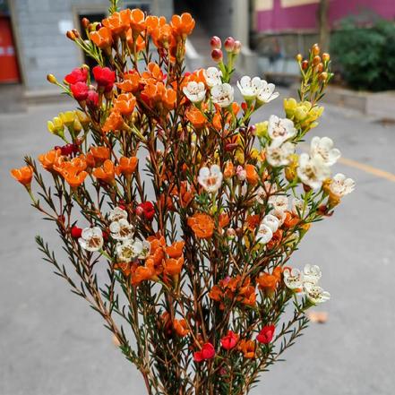 【某朴价6折】【独立.坚毅】多彩澳洲平头腊梅4-5/束，多种颜色搭配（限团长自提点购买）