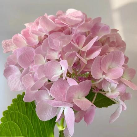 【某朴价6折】【浪漫.美满】绣球粉色1支，层层叠叠，美满团圆（限团长自提点购买）