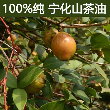 【小象鼎级】【100%纯】【今年新到】宁化山茶油，每瓶约250g
