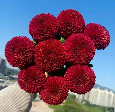 【蕞便宜】红色乒乓菊1支，圆滚滚，红彤彤，特别可爱，花期还很长