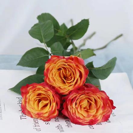 【市价5折】火焰玫瑰1支，明艳华丽的色彩，红色的晕彩与橙色的花瓣搭配（另购鲜花保鲜剂，可延长花期）