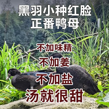 周五发货【小象鼎级】【小象自养】【山泉水放养6个月】黑羽小种红脸正番鸭（母）约3.2-3.8斤/只