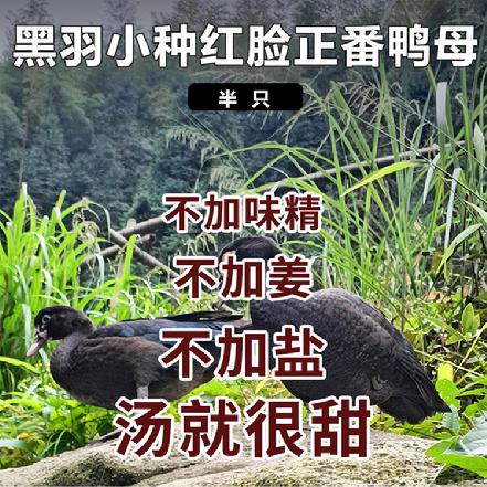 周五发货【小象鼎级】【小象自养】【山泉水放养6个月】黑羽小种红脸正番鸭母，半只约1.6-1.9斤