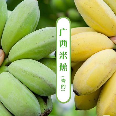 【不打催熟剂】【刚下树】广西米蕉（青的），每串约3-3.5斤，收到需要放置3-4天