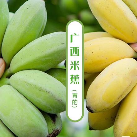 周天送货【树上熟】【不打催熟剂】广西米蕉（青的）3斤（±0.2斤），不泡药，收到需要放置3-4天自然熟