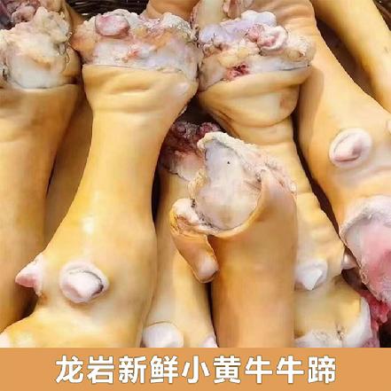 【蕞便宜】【不注水】龙岩新鲜小黄牛牛脚/牛蹄（已切块），带皮，胶质满满