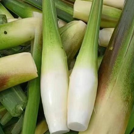 【新鲜现采】【优质食材】高山新鲜茭白（爽脆清甜，茭白是谷物界的元老）