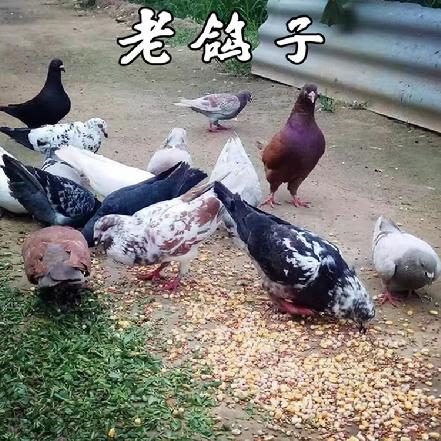 （周二发货）【小象鼎级】【散养2-3年】老鸽子，杀完350g（需炖4小时以上，当日现杀，滋补佳品）