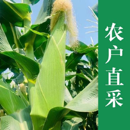 【新鲜现摘】爱妃水果玉米，带皮3斤约6根/袋，嫩脆爆浆，就像吃水果一样，玉米爱马仕