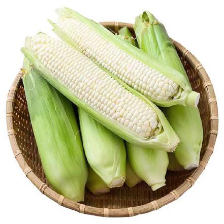【秒杀】【小象鼎级】【无农残可生吃】爆浆冰淇淋牛奶玉米250g-300g，带壳，冷藏5天，越早吃越新鲜